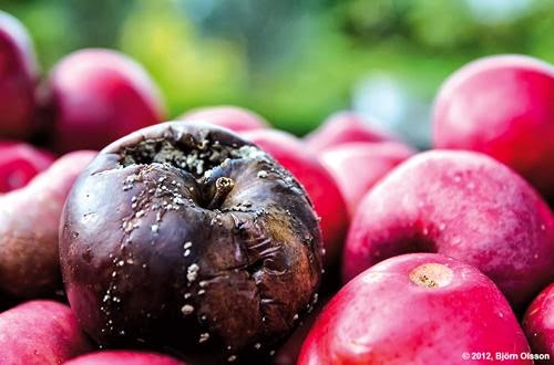 One Rotten Apple ! One Rotten Apple !